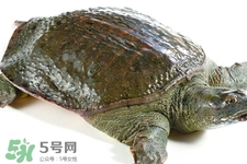有乙肝可以吃甲魚嗎？乙肝患者禁吃甲魚