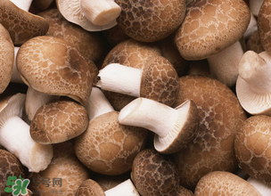 一歲寶寶可以吃香菇嗎？寶寶多大可以吃香菇？