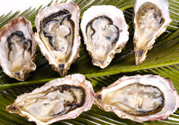 生蠔多少錢一斤？生蠔一斤有幾個？