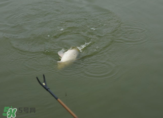 立春能釣魚嗎？立春好釣魚嗎？