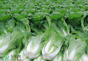 臘月吃什么蔬菜？臘月吃什么素菜？