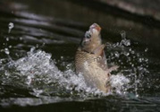 立春能釣魚(yú)嗎？立春好釣魚(yú)嗎？