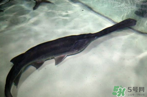 鴨嘴魚多少錢一斤？野生鴨嘴魚多少錢一斤？