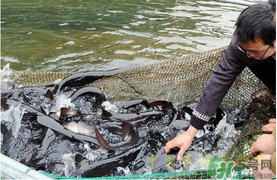 鴨嘴魚多少錢一斤？野生鴨嘴魚多少錢一斤？
