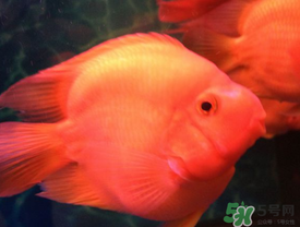 魚眼睛紅了怎么回事？魚眼睛變紅是什么原因？