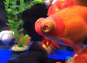 魚眼睛紅了怎么回事？魚眼睛變紅是什么原因？