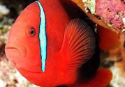 魚眼睛紅了怎么回事？魚眼睛變紅是什么原因？