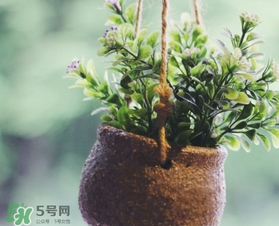 立春吃什么蔬菜？立春時令蔬菜推薦