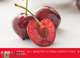 車?yán)遄幽睦锂a(chǎn)的最好？車?yán)遄赢a(chǎn)地在哪里？