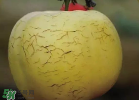蘋果裂紋能吃嗎？蘋果裂紋是怎么回事？
