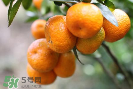 沙糖桔的熱量高嗎？一個(gè)沙糖桔的熱量是多少？