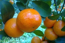 冰糖橘熱量高嗎？吃冰糖橘會(huì)發(fā)胖嗎？