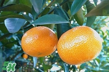高血壓能吃橘子嗎？高血壓病人可以吃橘子嗎？