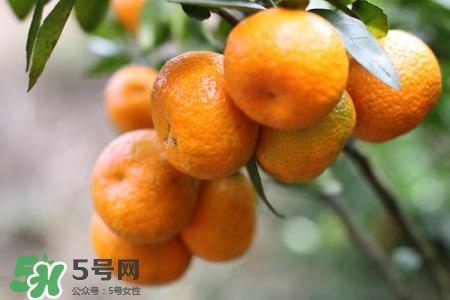 蜜桔怎么保存？蜜桔的保存方法