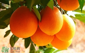 吃臍橙會(huì)上火嗎？臍橙吃多了會(huì)上火嗎？
