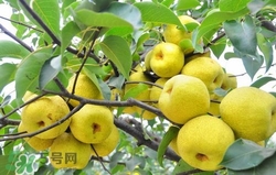 冬天吃梨子太冰怎么辦？冬天怎么吃梨子不冰？