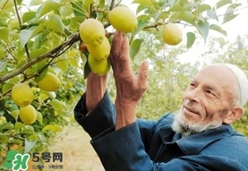 香梨吃多了會(huì)怎樣？香梨一天可以吃幾個(gè)？