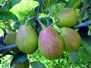 香梨吃多了會(huì)怎樣？香梨一天可以吃幾個(gè)？