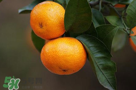 橘子不能跟什么一起吃？橘子和什么食物相克？