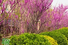 春季養(yǎng)生需注意什么？春季養(yǎng)生宜分三個時間段