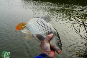 立春后能釣魚嗎？立春后好釣魚嗎？