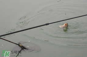 立春后能釣魚嗎？立春后好釣魚嗎？