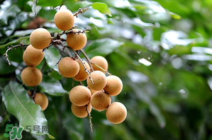 龍眼一天吃多少合適？每天吃幾個(gè)龍眼合適？