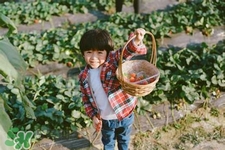孕婦可以去摘草莓嗎？懷孕了能去摘草莓嗎？