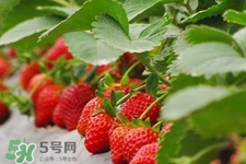 現(xiàn)摘的草莓有農(nóng)藥嗎？怎么辨別草莓打過農(nóng)藥？