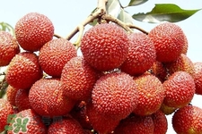 吃荔枝會(huì)過敏嗎？吃荔枝過敏怎么辦？