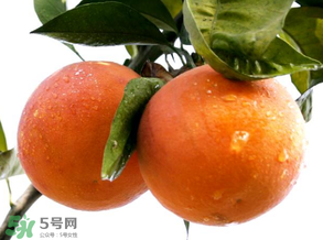 血橙為什么沒有血絲？血橙為什么不紅？