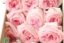 roseonly可以保存多久？roseonly能放多長時間？