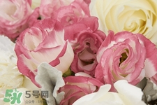 roseonly鮮花多少錢？roseonly永生花多少錢？