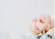 網(wǎng)上可以送花嗎？網(wǎng)上送花的的多久能到？