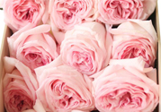 roseonly鮮花怎么保養(yǎng)？roseonly永生花怎么保養(yǎng)？