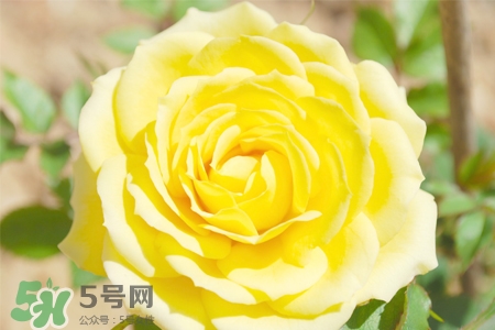 情人節(jié)可以送黃玫瑰嗎？情人節(jié)送黃玫瑰好嗎？