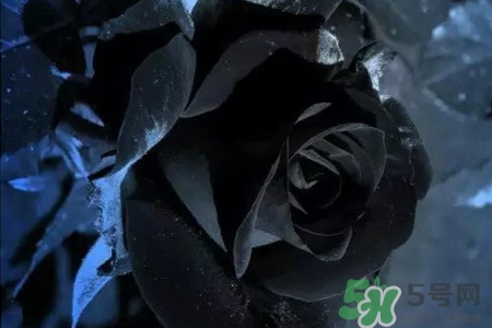 黑玫瑰代表什么意思？黑玫瑰花語的含義