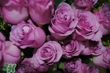 鮮花怎么養(yǎng)？鮮花怎么養(yǎng)放的比較久？