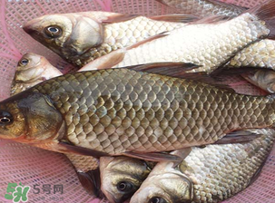 春天釣鯽魚用什么餌料？春天釣鯽魚餌料配方