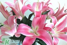 百合花怎么養(yǎng)水里？水養(yǎng)百合花怎么開久些？