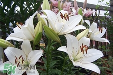 百合花葉子發(fā)黃怎么回事？百合花葉子發(fā)黃怎么辦？