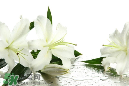 百合花葉子發(fā)黃怎么回事？百合花葉子發(fā)黃怎么辦？