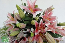養(yǎng)百合花用什么水？養(yǎng)百合花水里放什么？