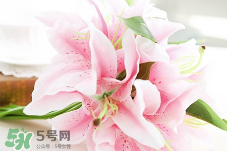 養(yǎng)百合花用什么水？養(yǎng)百合花水里放什么？