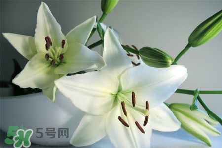 養(yǎng)百合花用什么水？養(yǎng)百合花水里放什么？