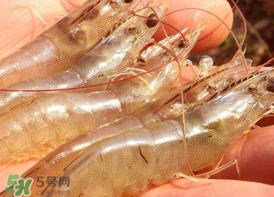 凍蝦發(fā)黑能吃嗎？變黑的凍蝦還能吃嗎？