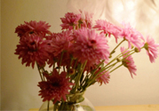鮮花怎么養(yǎng)？鮮花怎么養(yǎng)放的比較久？
