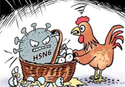 h7n9禽流感怎么預(yù)防？預(yù)防h7n9禽流感知識(shí)