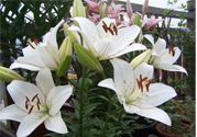 百合花怎么養(yǎng)？百合花在家怎么養(yǎng)？