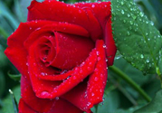 玫瑰花可以放多久？玫瑰花可以放幾天？